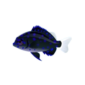 Sapphire Damselfish